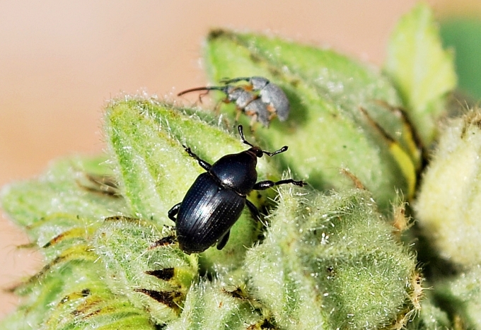 Curculionide da identificare: Malvaevora timida